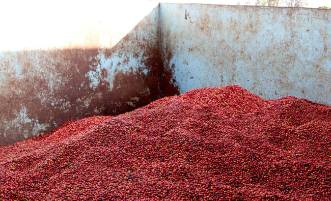 Kenya Kifahari AA