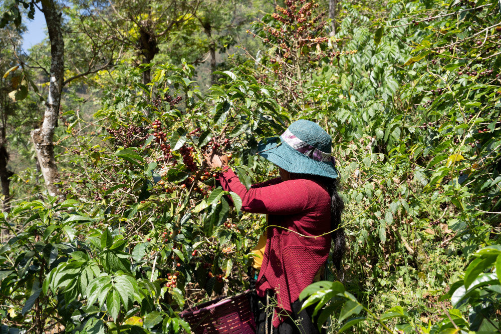 Guatemala L Flor del Cafe