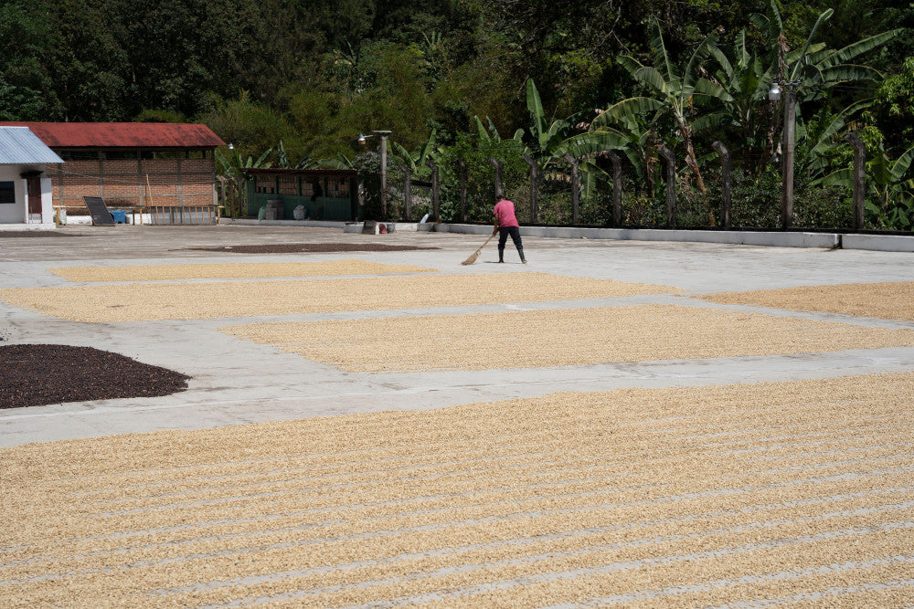 Guatemala Finca la Bolsa