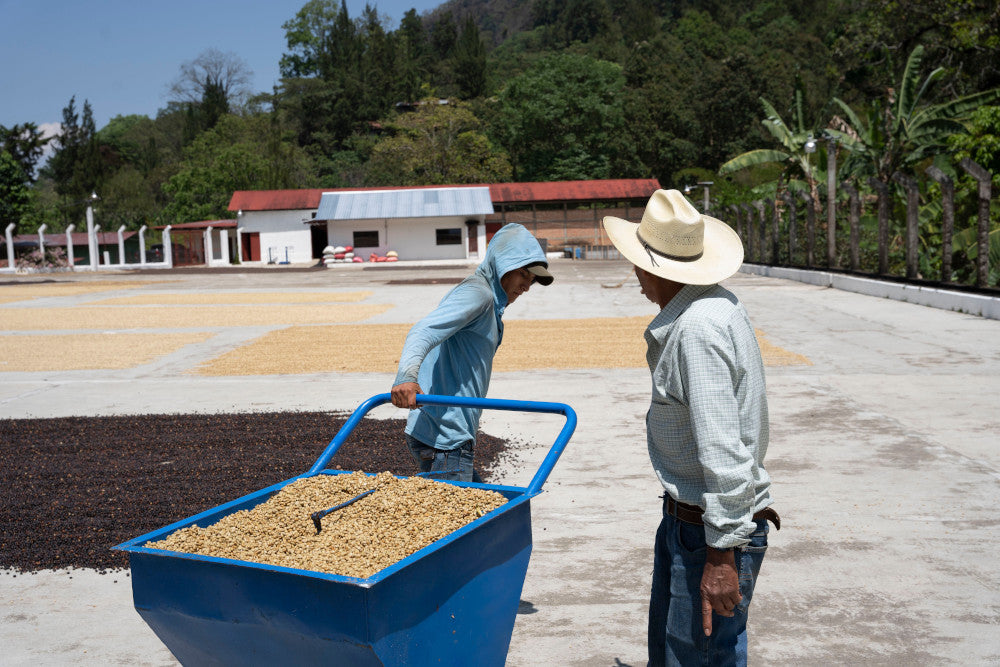 Guatemala Finca la Bolsa