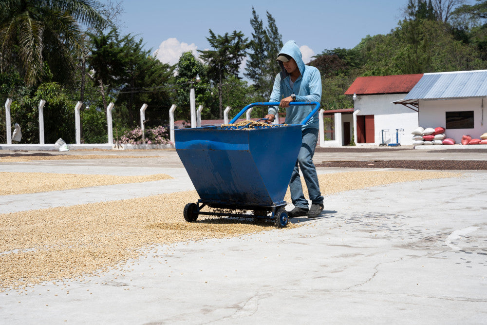 Guatemala Finca la Bolsa