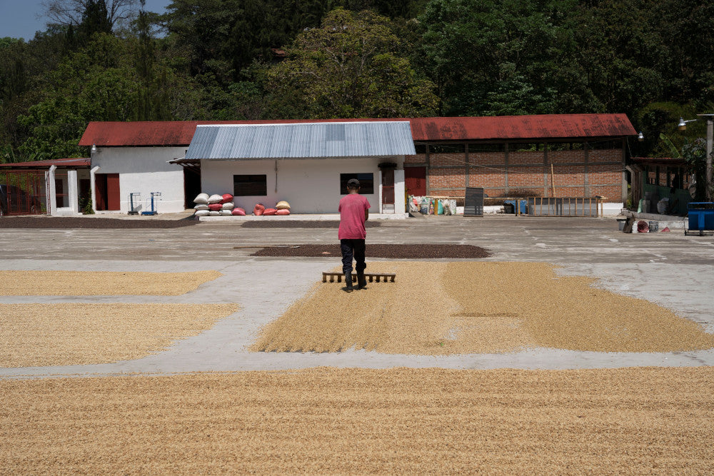 Guatemala Finca la Bolsa