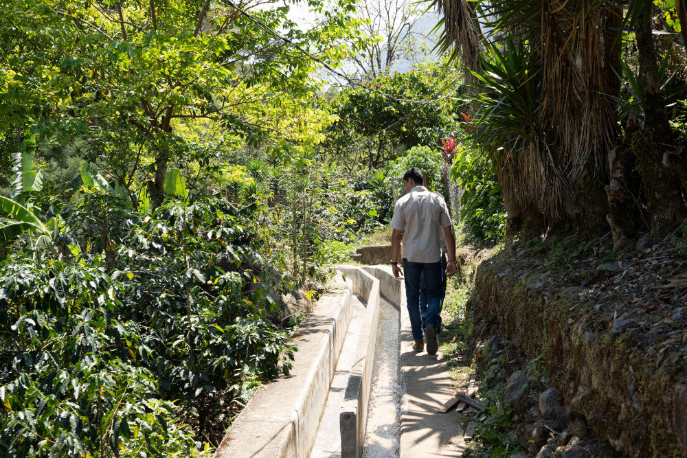 Guatemala Finca la Bolsa