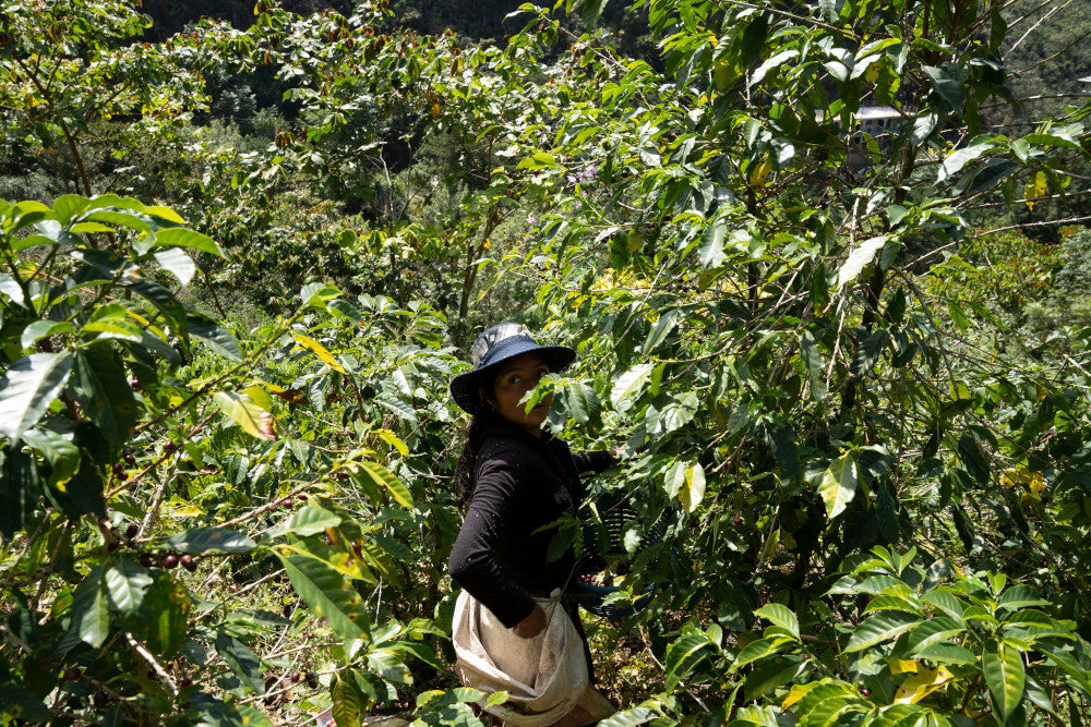 Guatemala Finca la Bolsa