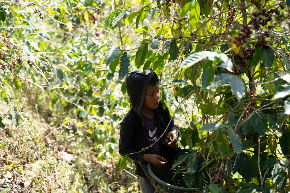 Guatemala Finca la Bolsa