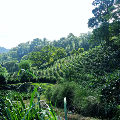 Nicaragua La Bastilla Anaerobic